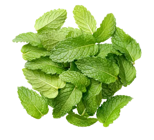 listovi mente na bijeloj pozadini